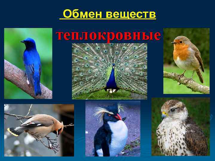 Обмен веществ теплокровные 