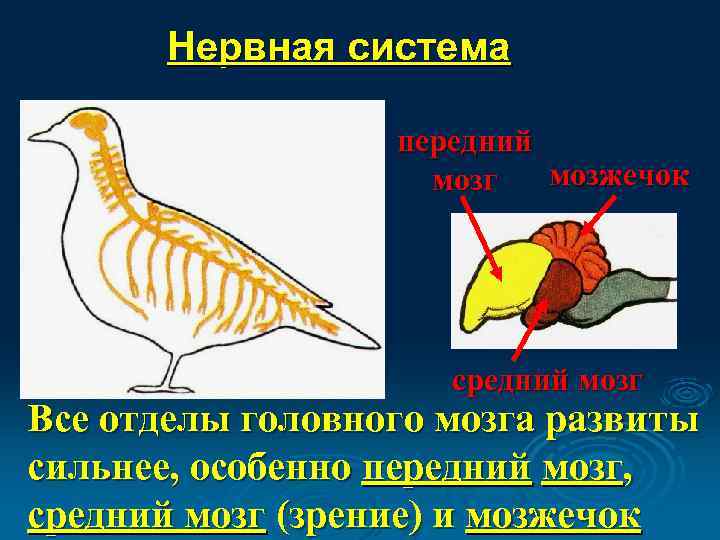 Нервная система передний мозжечок мозг средний мозг Все отделы головного мозга развиты сильнее, особенно