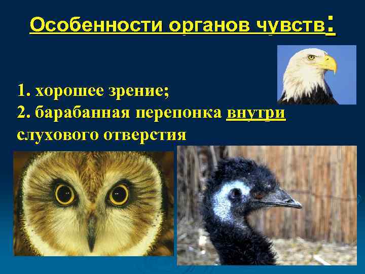 Особенности органов чувств: 1. хорошее зрение; 2. барабанная перепонка внутри слухового отверстия 