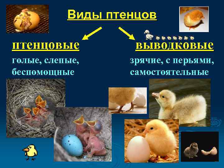 Виды птенцовые выводковые голые, слепые, беспомощные зрячие, с перьями, самостоятельные 