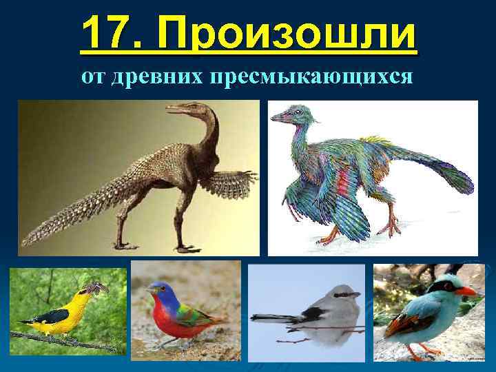 17. Произошли от древних пресмыкающихся 