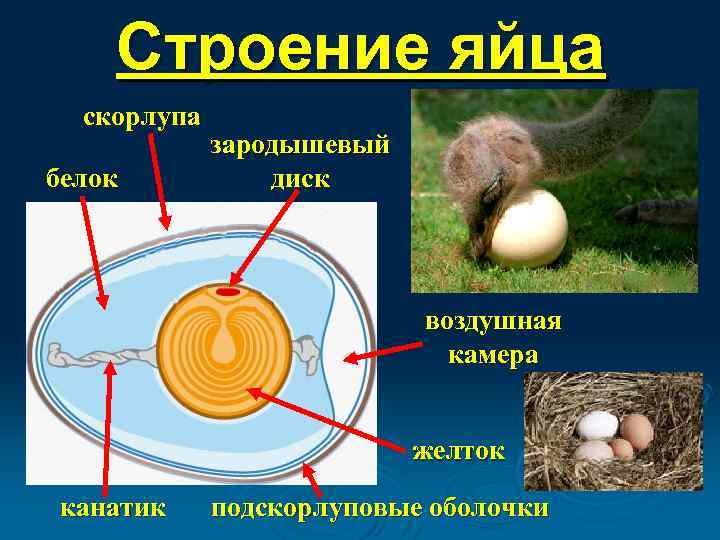 Строение яйца скорлупа белок зародышевый диск воздушная камера желток канатик подскорлуповые оболочки 