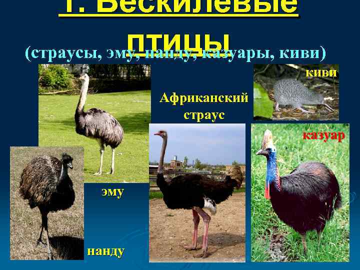 1. Бескилевые птицы (страусы, эму, нанду, казуары, киви) киви Африканский страус казуар эму нанду