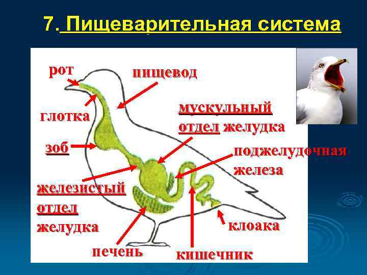 7. Пищеварительная система рот пищевод глотка зоб железистый отдел желудка печень мускульный отдел желудка