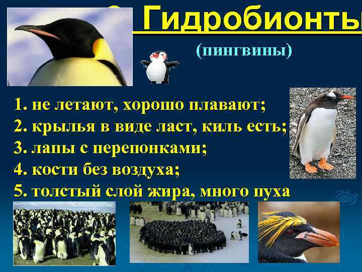 2. Гидробионты (пингвины) 1. не летают, хорошо плавают; 2. крылья в виде ласт, киль