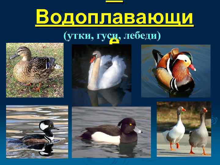 4. Водоплавающи (утки, гуси, лебеди) е 