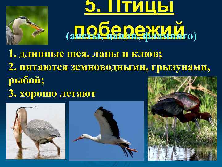 5. Птицы побережий (аисты, цапли, фламинго) 1. длинные шея, лапы и клюв; 2. питаются