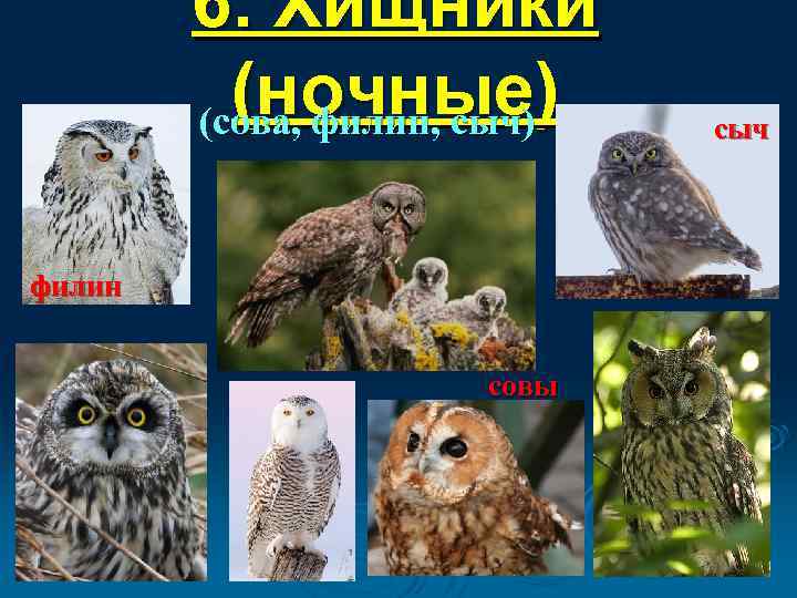 6. Хищники (ночные) (сова, филин, сыч) филин совы сыч 