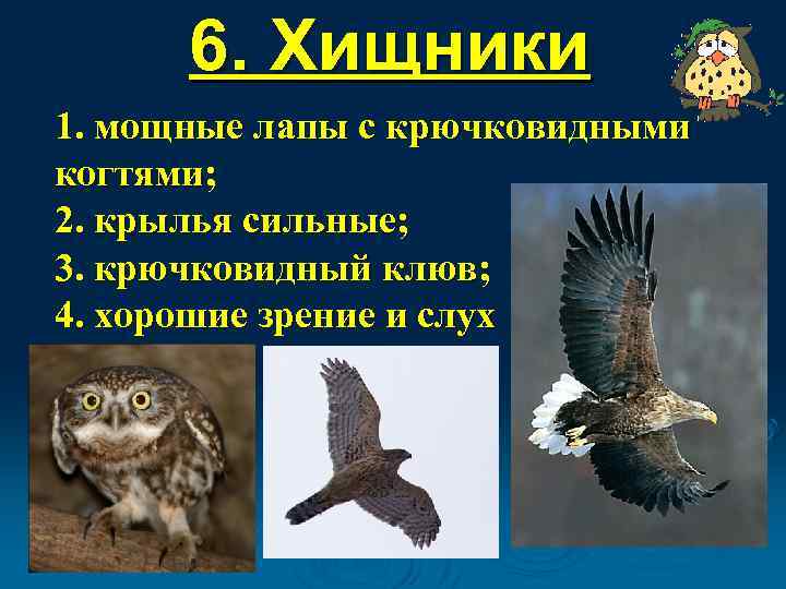 6. Хищники 1. мощные лапы с крючковидными когтями; 2. крылья сильные; 3. крючковидный клюв;