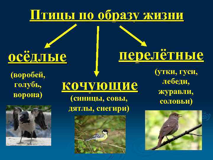 Птицы по образу жизни осёдлые (воробей, голубь, ворона) перелётные кочующие (синицы, совы, дятлы, снегири)