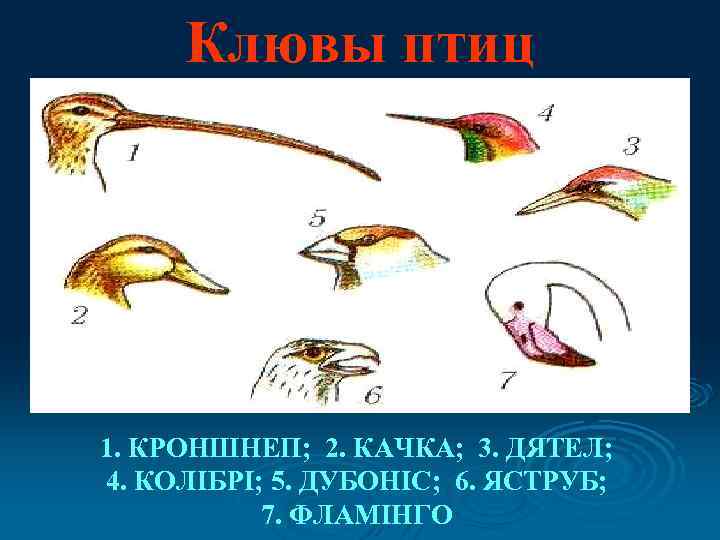 Клювы птиц 1. КРОНШНЕП; 2. КАЧКА; 3. ДЯТЕЛ; 4. КОЛІБРІ; 5. ДУБОНІС; 6. ЯСТРУБ;