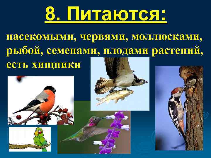 8. Питаются: насекомыми, червями, моллюсками, рыбой, семенами, плодами растений, есть хищники 