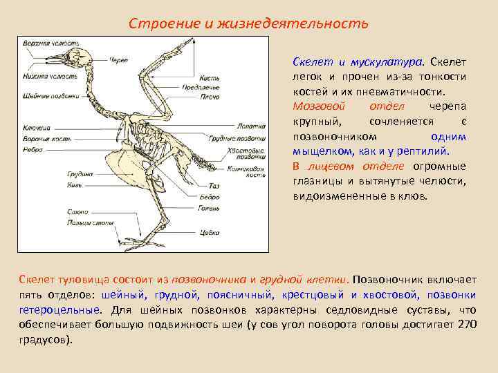 Таблица особенности скелета птиц