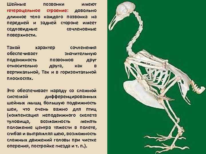 Скелет птицы. Строение скелета птицы. Позвоночник птиц. Строение шейных позвонков птиц.