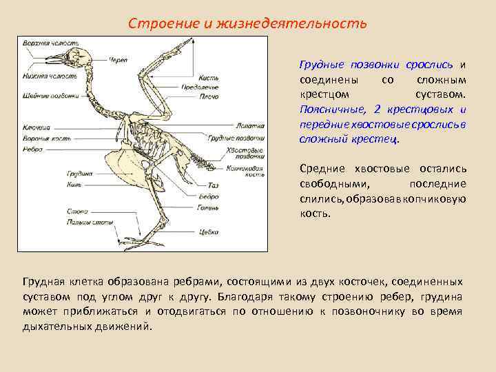 Таблица особенностей строения скелета птиц. Сложный крестец у птиц. Скелет птицы. Строение скелета птицы. Строение скелета птицы грудная клетка.