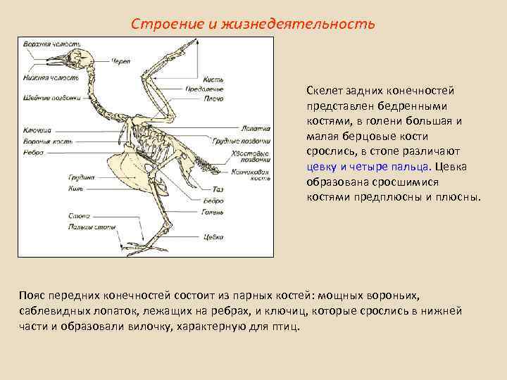 Скелет свободных конечностей птиц