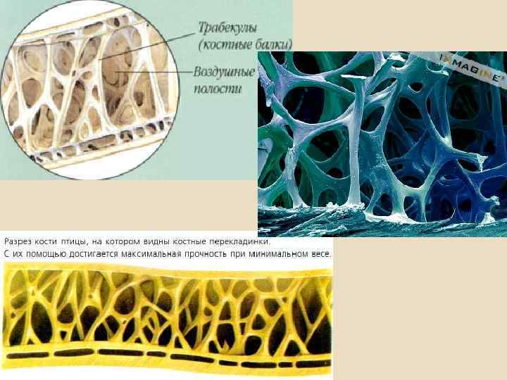 Внутреннее строение кости птицы фото