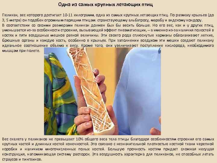 Одна из самых крупных летающих птиц Пеликан, вес которого достигает 10 -11 килограмм, одна