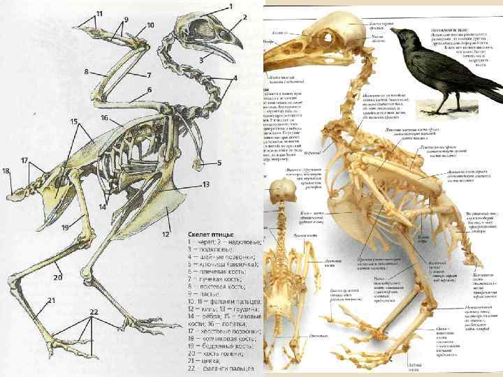 Как называются части скелета птицы обозначенные на рисунке буквами а б в г и д