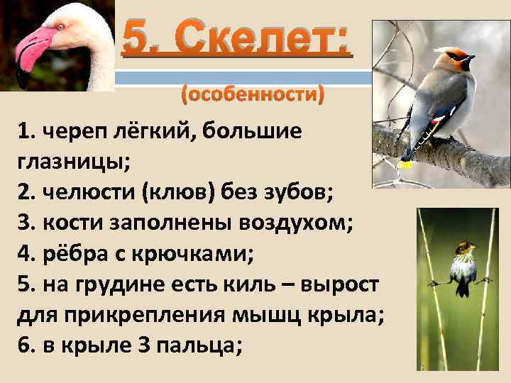 5. Скелет: (особенности) 1. череп лёгкий, большие глазницы; 2. челюсти (клюв) без зубов; 3.