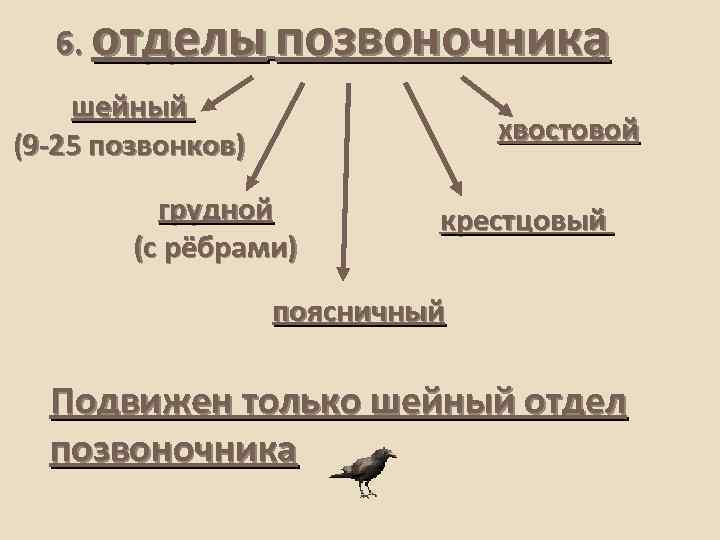 6. отделы позвоночника шейный (9 -25 позвонков) хвостовой грудной (с рёбрами) крестцовый поясничный Подвижен