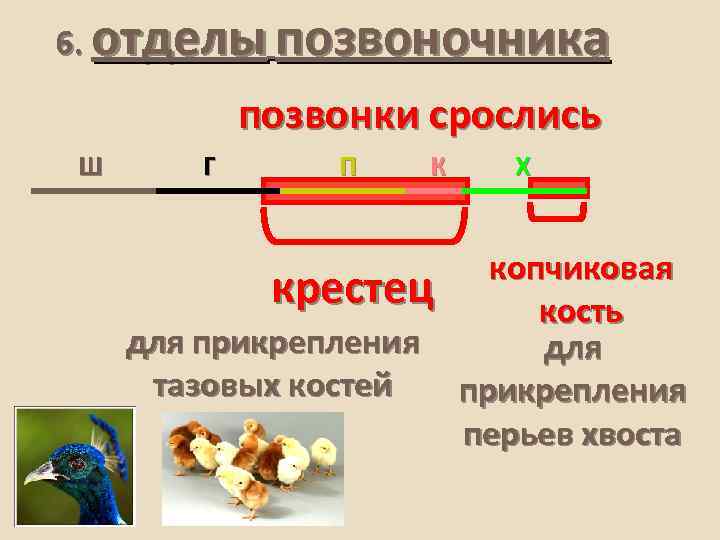 6. отделы позвоночника позвонки срослись Ш Г П К Х копчиковая крестец кость для
