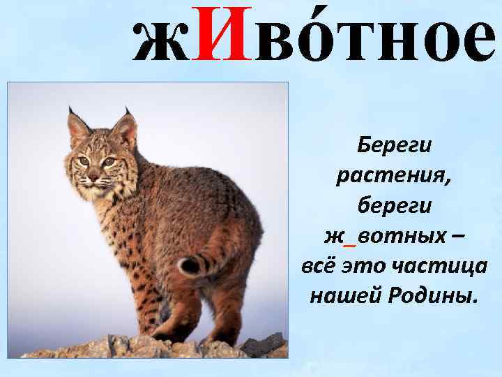 ж. Ивόтное Береги растения, береги ж_вотных – всё это частица нашей Родины. 