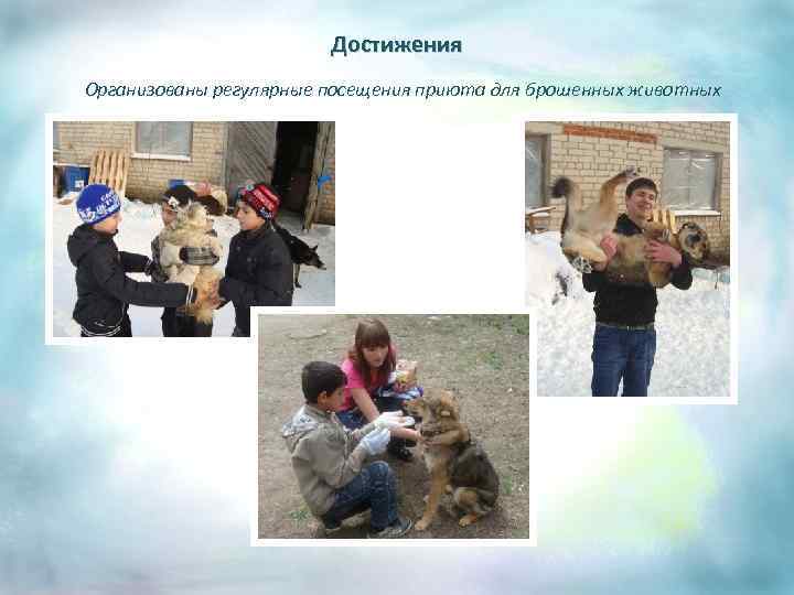 Достижения Организованы регулярные посещения приюта для брошенных животных 