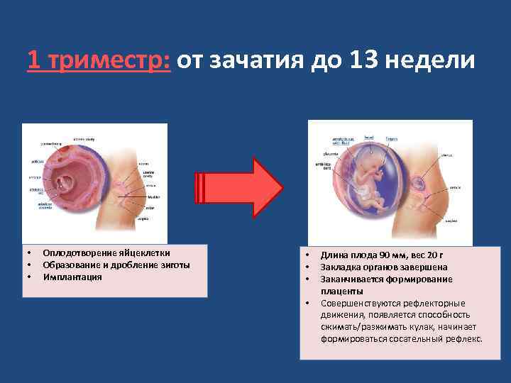 1 триместр: от зачатия до 13 недели • • • Оплодотворение яйцеклетки Образование и