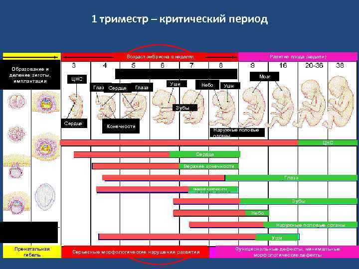 1 триместр – критический период Возраст эмбриона в неделях Образование и деление зиготы, имплантация