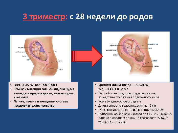 3 триместр: с 28 недели до родов • Рост 33 -35 см, вес 900