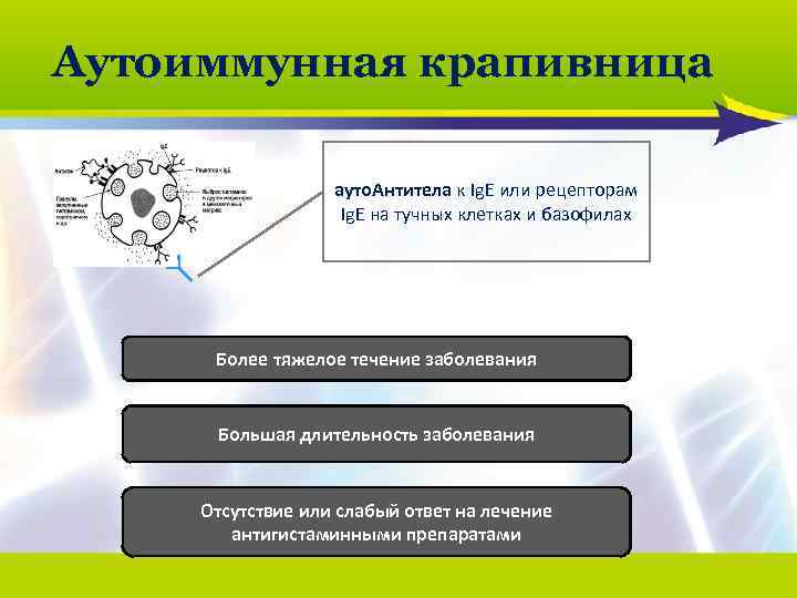 Аутоиммунная крапивница ауто. Антитела к Ig. E или рецепторам Ig. E на тучных клетках