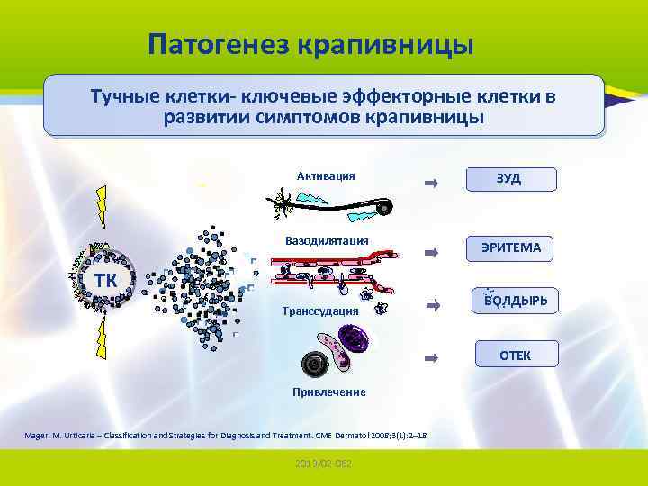 Патогенез крапивницы Тучные клетки- ключевые эффекторные клетки в развитии симптомов крапивницы Активация ЗУД Вазодилятация