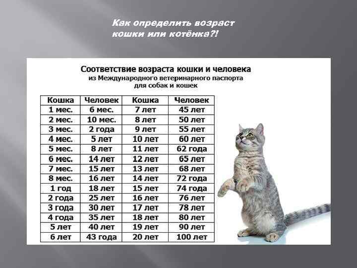 Как определить возраст кошки или котёнка? ! 