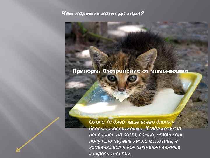 Чем кормить котят до года? Прикорм. Отстранение от мамы-кошки Около 70 дней чаще всего