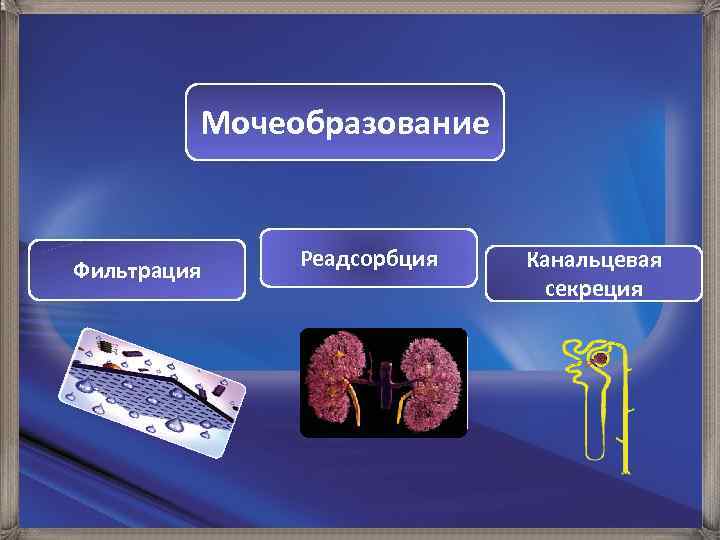 Физиология мочеобразования презентация