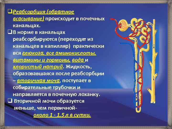 q. Реабсорбция (обратное всасывание) происходит в почечных канальцах. q. В норме в канальцах реабсорбируются