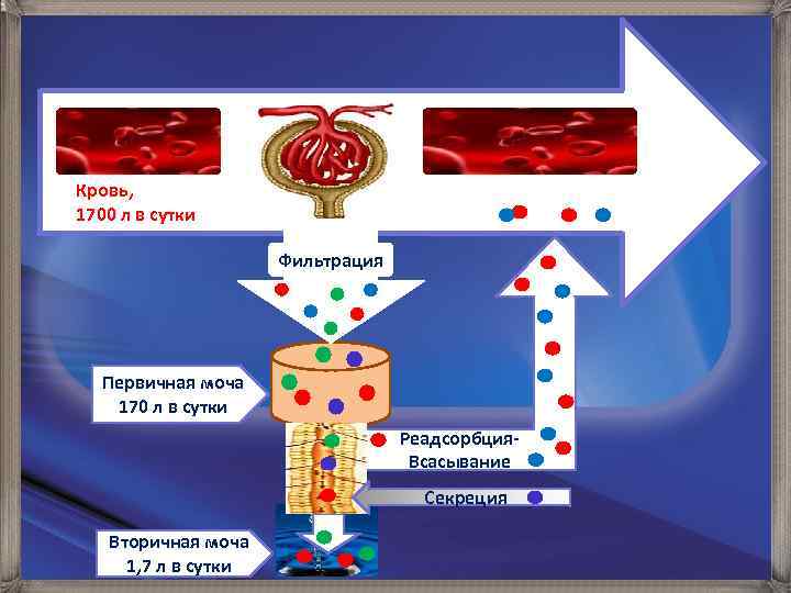 Кровь, 1700 л в сутки Фильтрация Первичная моча 170 л в сутки Реадсорбция. Всасывание