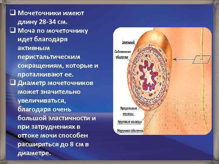 q Мочеточники имеют длину 28 -34 см. q Моча по мочеточнику идет благодаря активным