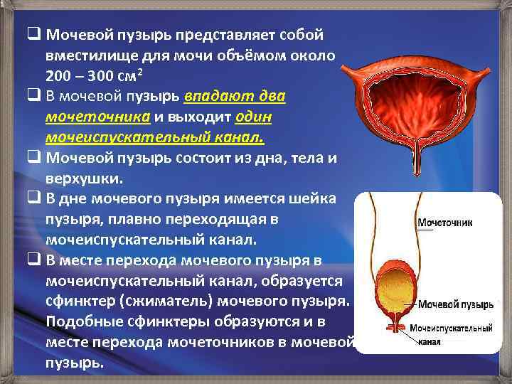 q Мочевой пузырь представляет собой вместилище для мочи объёмом около 200 – 300 cм