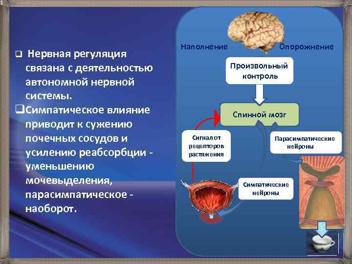 q Нервная регуляция связана с деятельностью автономной нервной системы. q. Симпатическое влияние приводит к