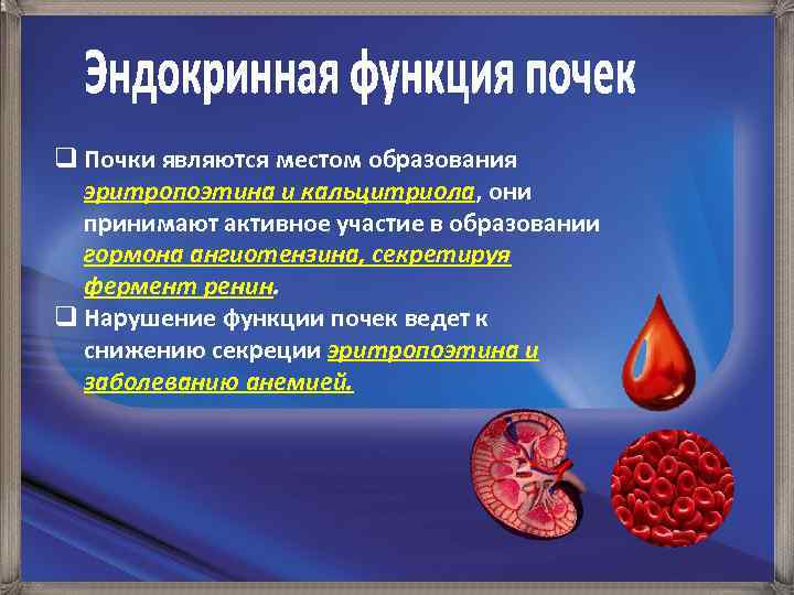 q Почки являются местом образования эритропоэтина и кальцитриола, они принимают активное участие в образовании