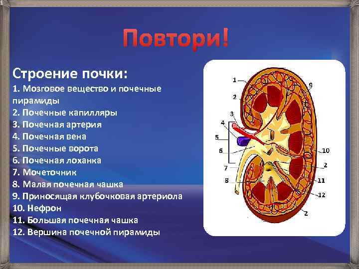 Повтори! Строение почки: 1. Мозговое вещество и почечные пирамиды 2. Почечные капилляры 3. Почечная