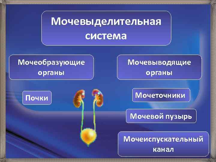 Мочевыделительная система Мочеобразующие органы Почки Мочевыводящие органы Мочеточники Мочевой пузырь Мочеиспускательный канал 