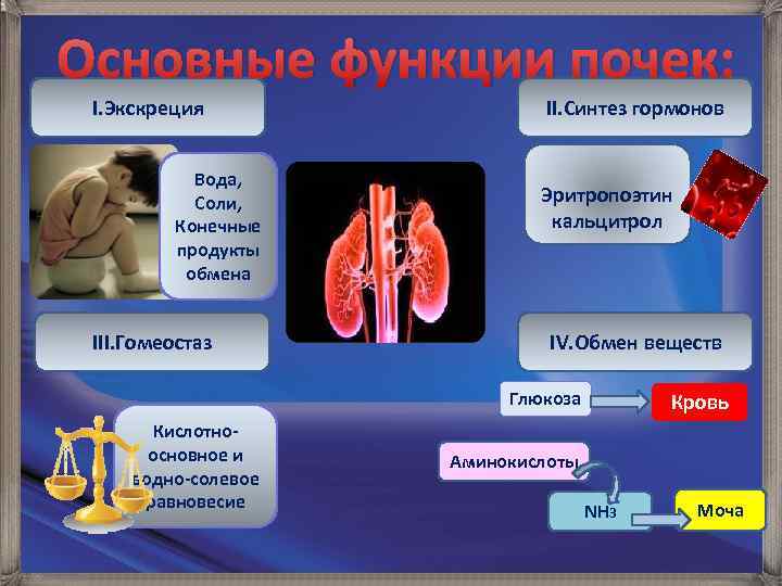 Основные функции почек: I. Экскреция Вода, Соли, Конечные продукты обмена III. Гомеостаз II. Синтез