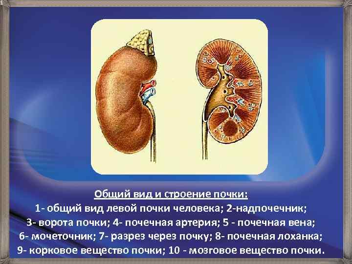 Общий вид и строение почки: 1 - общий вид левой почки человека; 2 -надпочечник;