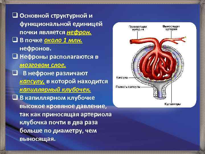 q Основной структурной и функциональной единицей почки является нефрон. q В почке около 1