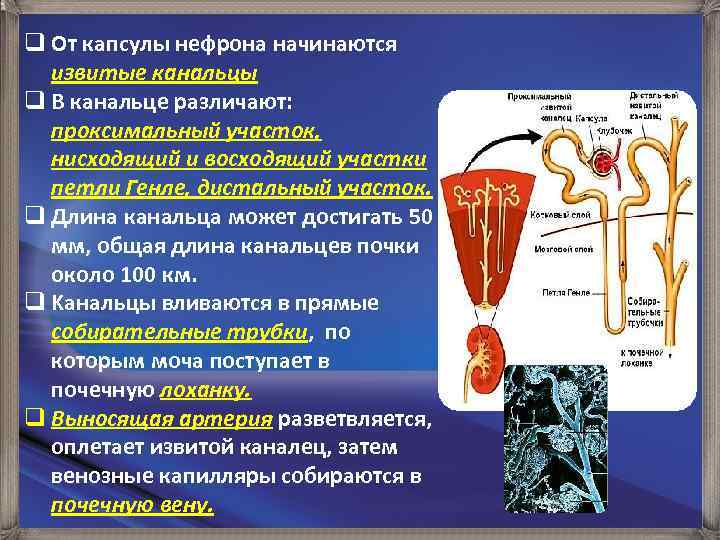 q От капсулы нефрона начинаются извитые канальцы q В канальце различают: проксимальный участок, нисходящий
