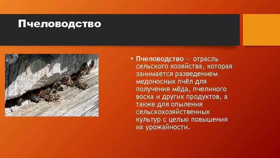 Пчеловодство • Пчеловодство — отрасль сельского хозяйства, которая занимается разведением медоносных пчёл для получения