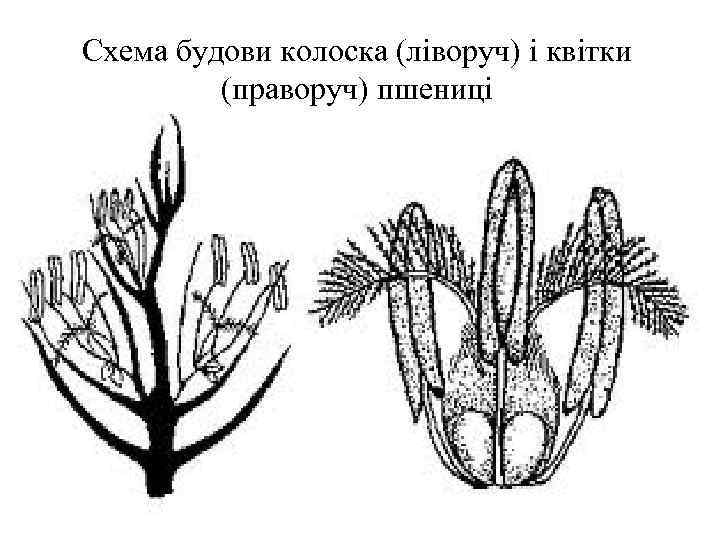 Схема будови колоска (ліворуч) і квітки (праворуч) пшениці 